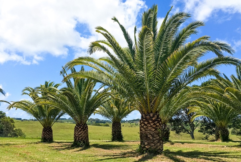 canary-island-palm-_0277.jpg