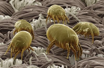 dust_mite.jpg